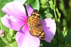 Anthanassa frisia