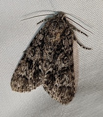 Acronicta impressa