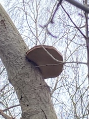 Fomitopsis betulina