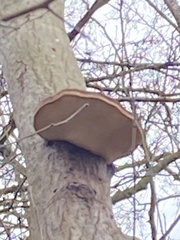 Fomitopsis betulina