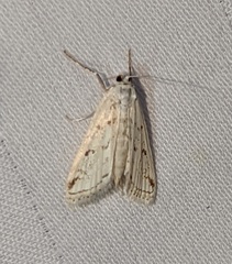 Parapoynx allionealis