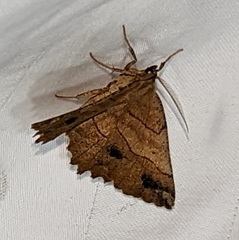 Euchlaena johnsonaria