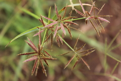 Cyperus intactus