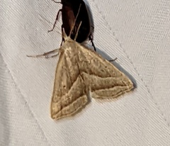 Macrochilo absorptalis