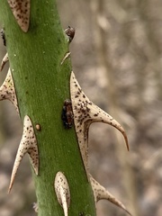 Botryosphaeria dothidea