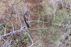 Buteo galapagoensis