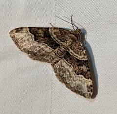 Xanthorhoe lacustrata