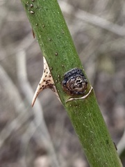 Botryosphaeria dothidea