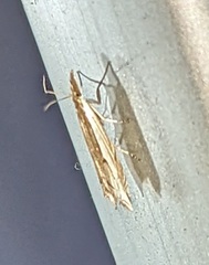 Raphiptera argillaceellus