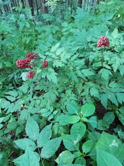 Actaea erythrocarpa