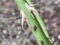 Botryosphaeria dothidea