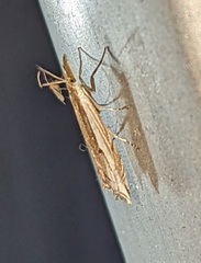 Raphiptera argillaceellus