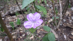 Ruellia breedlovei