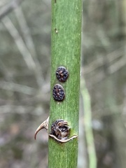 Botryosphaeria dothidea