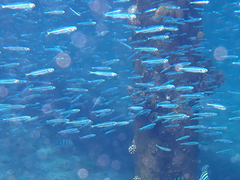 Atherinomorus lacunosus