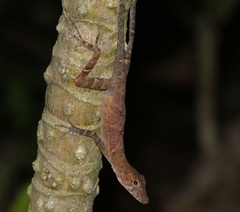 Anolis polylepis