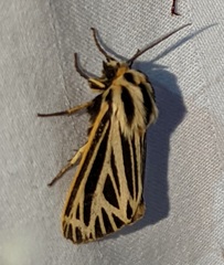 Apantesis virguncula