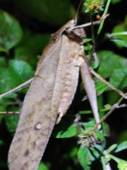 Mecopoda elongata