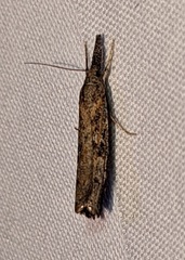 Neodactria luteolellus