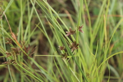Cyperus flavescens