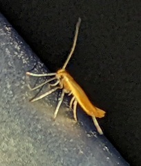 Caloptilia invariabilis