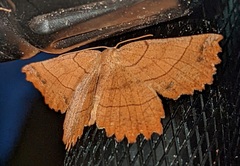 Euchlaena johnsonaria