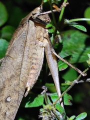Mecopoda elongata