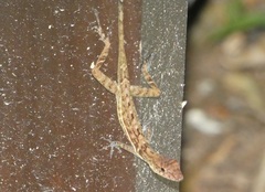 Anolis polylepis