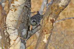 Mimus parvulus