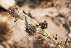 Gomphocarpus sinaicus