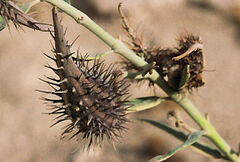 Gomphocarpus sinaicus