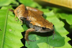 Hamptophryne boliviana