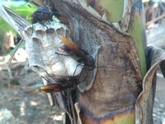 Polistes sagittarius