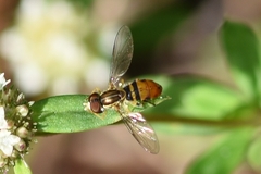 Toxomerus floralis