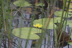 Nymphoides thunbergiana