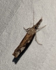 Neodactria luteolellus