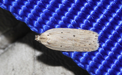 Agonopterix pallorella