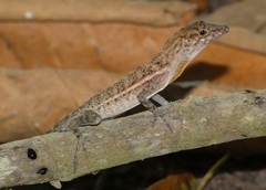 Anolis polylepis