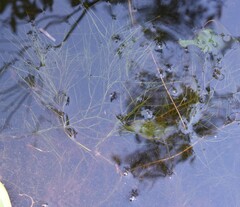 Potamogeton confervoides