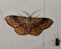 Leptostales ferruminaria