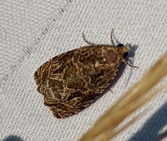 Olethreutes furfuranum