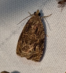 Olethreutes furfuranum