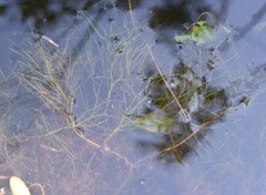 Potamogeton confervoides