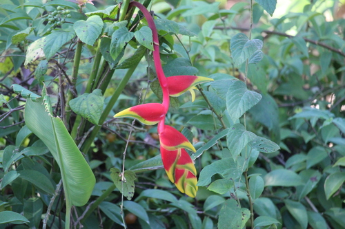 Heliconia rostrata
