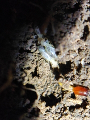 Pericapritermes