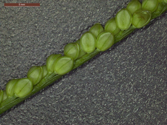 Paspalum setaceum