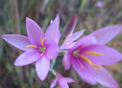 Hesperantha baurii