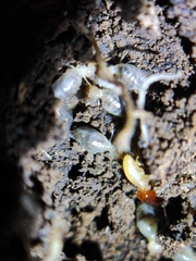 Pericapritermes