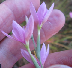 Hesperantha baurii