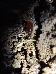 Pericapritermes